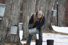 Maple Sap Collecting