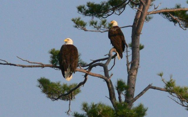 Bald Eagles Nesting at Squam Lake