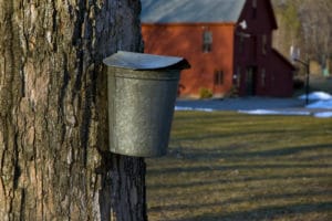 Maple Syrup Production in the Lakes Region of New Hampshire