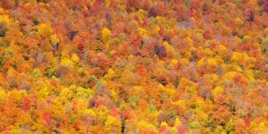 Fall foliage forest in White Mountain