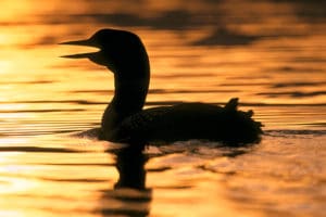 Common Loon swimming in lake at sunset