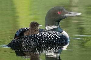 Common Loon Chick (Gavia immer) Riding on Parent's Back