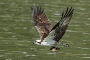 A beautiful osprey flies off after catching a fish at lake